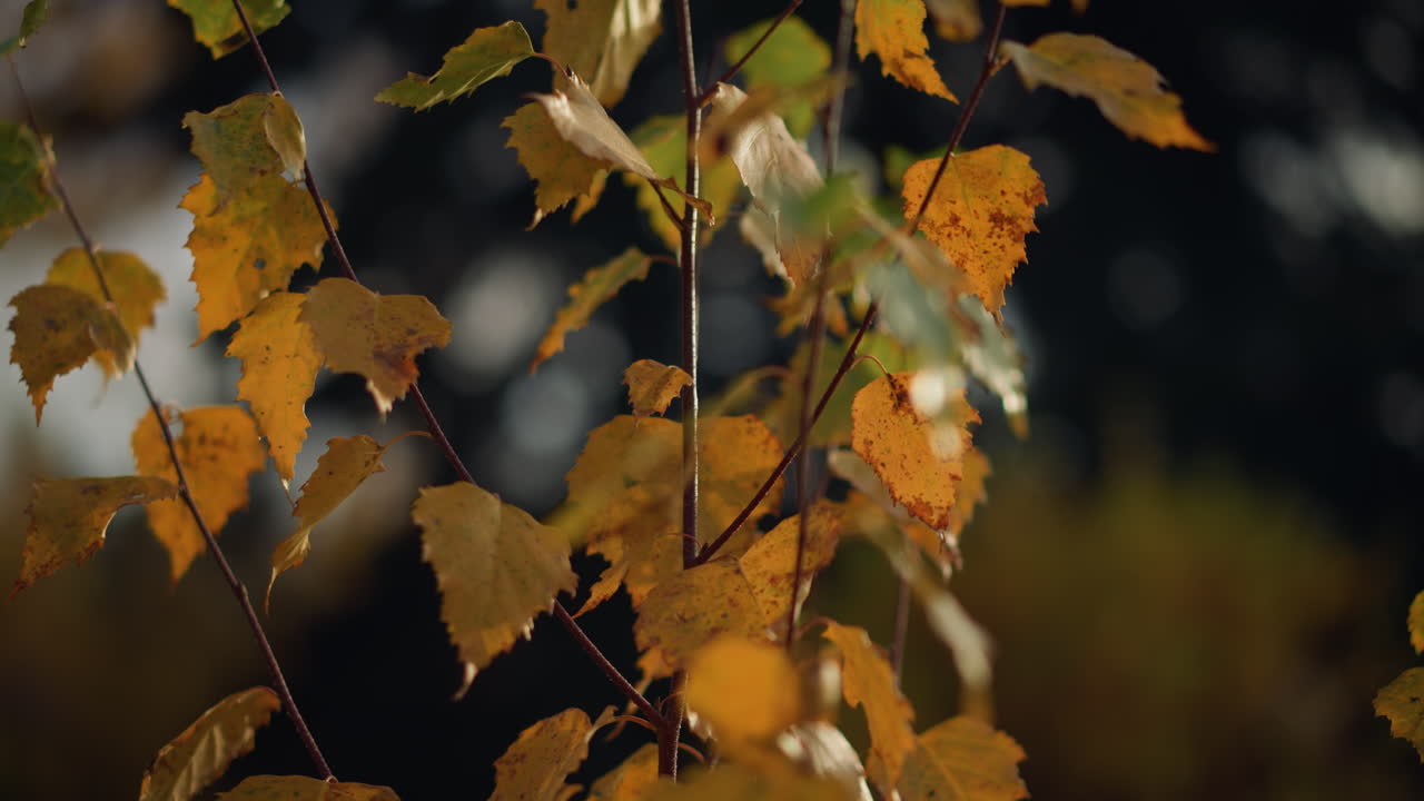 primer plano de una rama de otoño con hojas doradas iluminadas por la cálida luz del sol, el suave resplandor natural destaca las delicadas texturas de las hojas, en la naturaleza con un fondo borroso