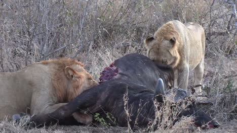 dos leones se alimentan de la carne de un búfalo recién asesinado