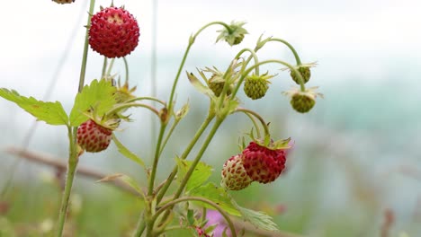 Berry of ripe strawberries close up. Nature of Norway