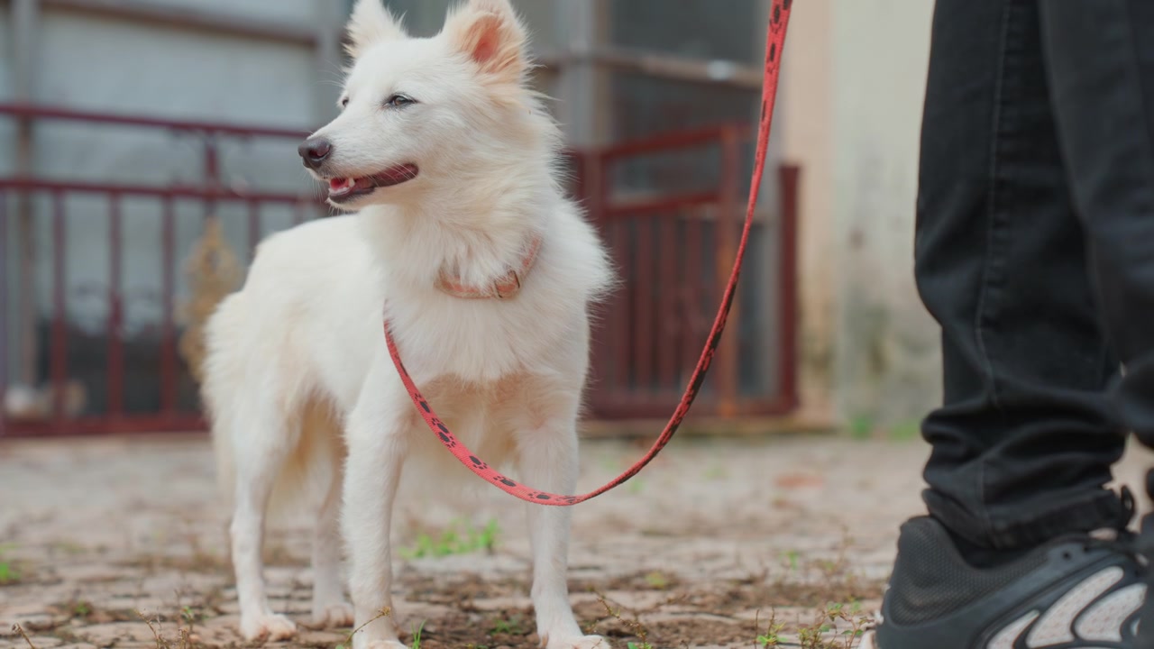 Cane felice passeggia pacificamente nelle vicinanze. Cane tranquillo si muove felicemente vicino al custode sorridente nel cortile. Cane pacifico vaga con calma accanto al proprietario gioioso attraverso l'ambiente del cortile aperto