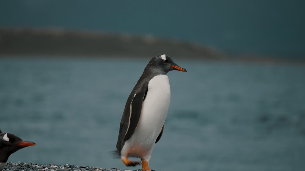pingüino gentoo sacudiendo su cuerpo húmedo después de nadar en el océano en la isla martillo en tierra de fuego, argentina