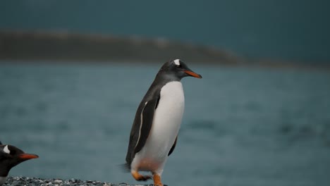 Pingüino-Gentoo-Sacudiendo-Su-Cuerpo-Mojado-Después-De-Nadar-En-El-Océano-En-La-Isla-Martillo-En-Tierra-De-Fuego,-Argentina