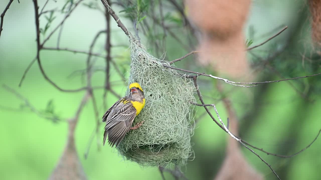 Baya weaver performing courtship dance on nest during breeding season