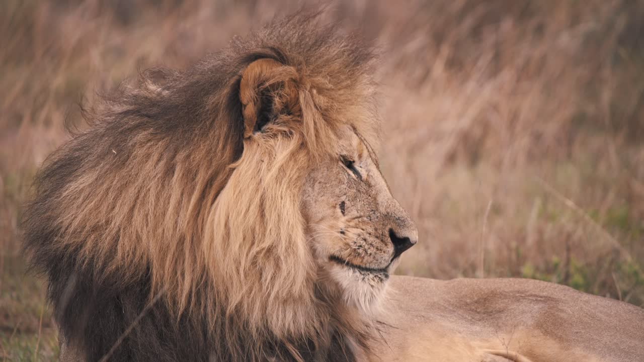 perfil de león acostado en sabana africana y lamiendo sus labios