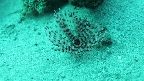 sabella spallanzanii hiding between the coral reef of the red sea of egypt haete worms in the family sabellidae