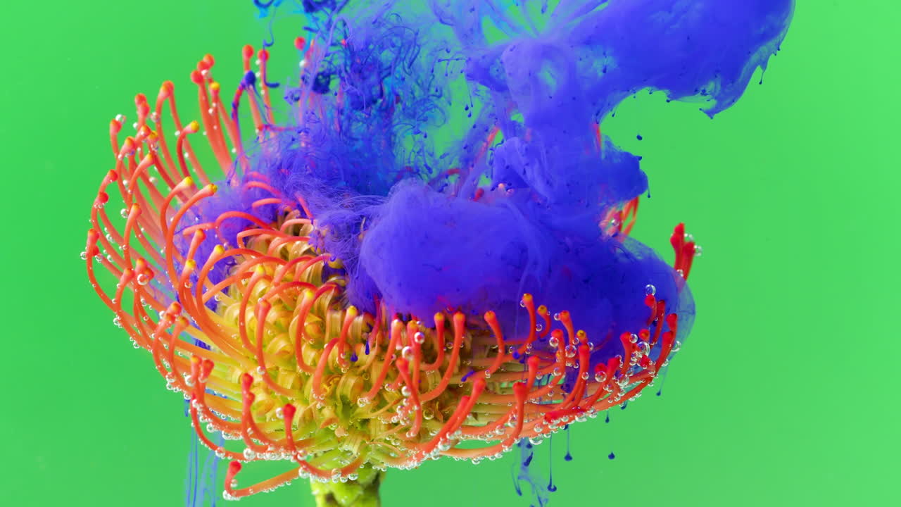 proteas de cojín en tinta