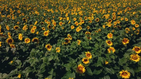 vuelo de vista aérea de drones sobre el campo de girasoles en un soleado día de verano. paisaje rural y vista panorámica con flores de girasol amarillas en flor. campos agrícolas y tierras de cultivo. campos de cultivo