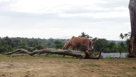 cinematic aerial orbiting of a brown horse eating grass on a farm calmly, drone