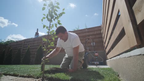 gardener laying a roll of natural lawn turf