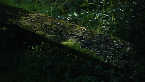 weathered wooden bench covered in moss and fallen leaves in a forest setting