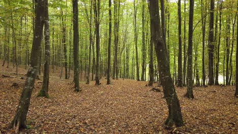 hermoso paseo por el bosque de otoño, escena rural en temporada de otoño