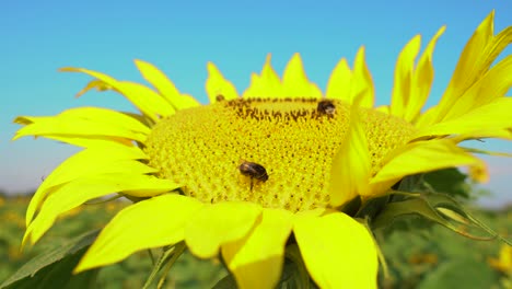 abeja recogiendo polen de girasol en el campo. campo de girasoles. girasol balanceándose en el viento.