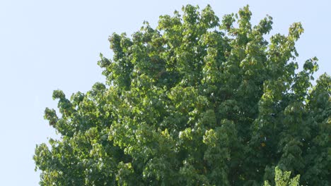 Un-árbol-Verde-Sopla-En-El-Viento