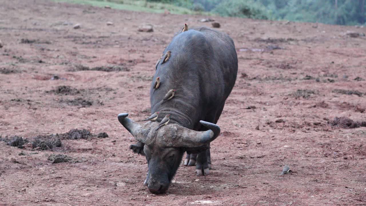 아프리카 버팔로 (african buffalo) 가 바닥에서 먹이를 먹고 있으며, 새 (oxpecker) 가 그 등에 앉아 있다.