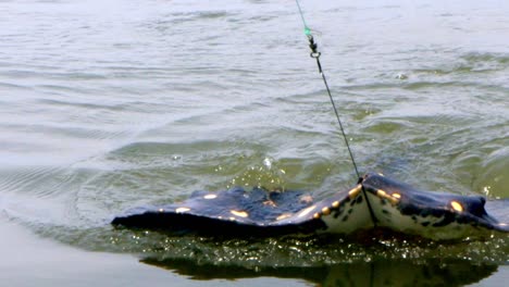 the amazing and beautiful flat bodied arraia being caught