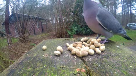 paloma curiosa recogiendo y tragando cacahuetes de la mesa del jardín