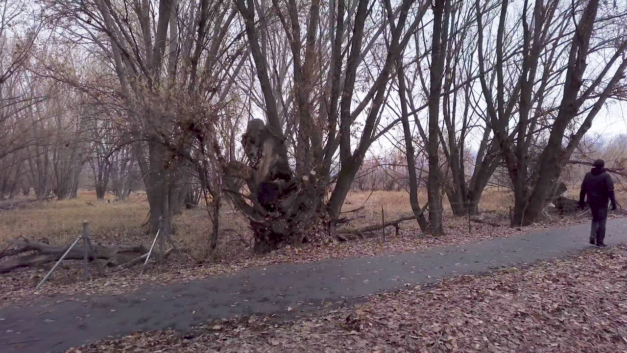 태양이 나무 사이로 비치는 숲 속을 걷는 남자