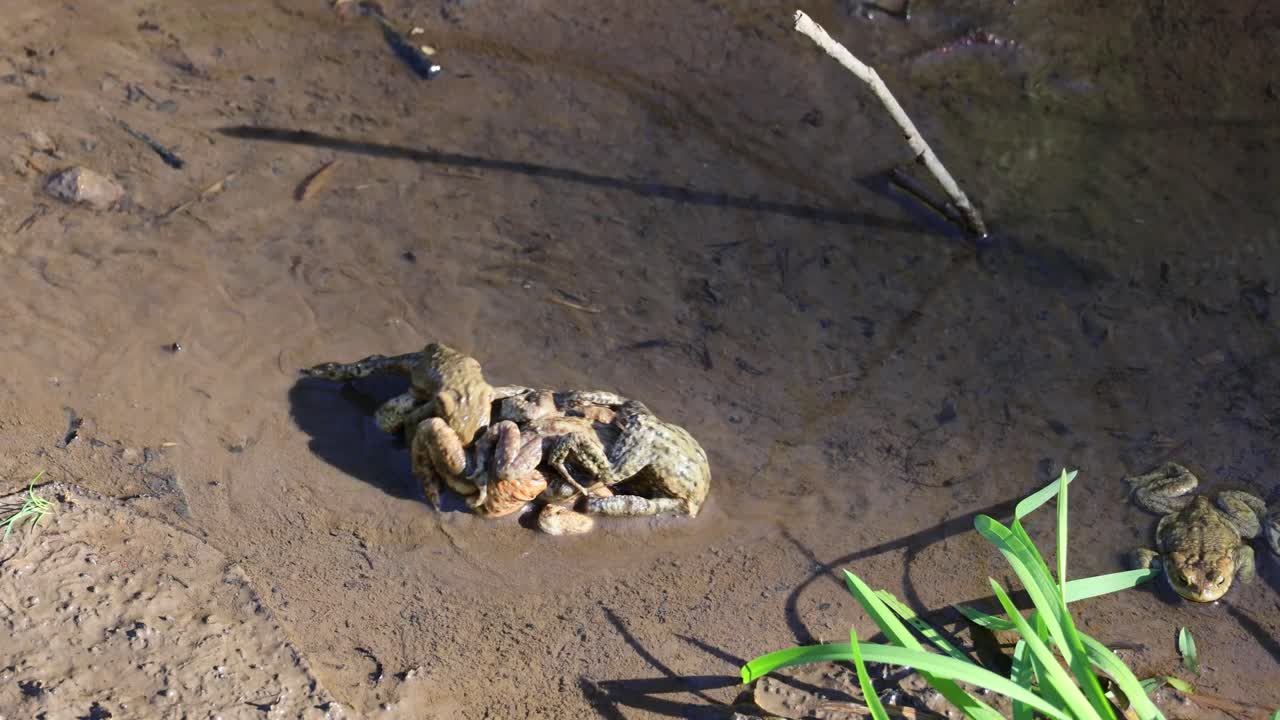 Common toad mates in a small stream in spring