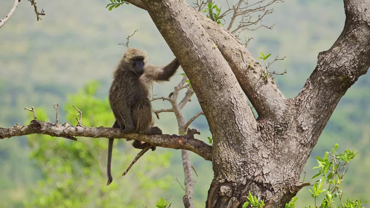 toma en cámara lenta de un babuino sentado en la rama de un árbol en el masai mara, hábitat natural de la vida silvestre africana en la reserva nacional de masai mara intacta por los humanos, kenia, áfrica animales de safari