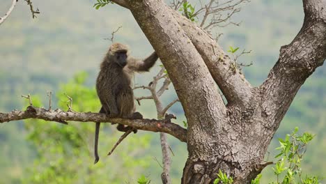 slow motion shot of baboon sitting on the branch of a tree in the masai mara, natural habitat of african wildlife in maasai mara national reserve untouched by humans, kenya, africa safari animals