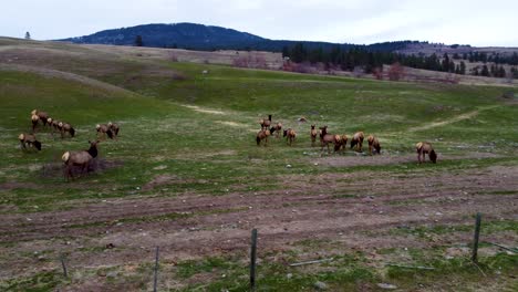 large herd of elk migrating and grazing in an open field