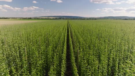 Plantas-Altas-De-Lúpulo,-Un-Ingrediente-Clave-Para-La-Elaboración-De-Cerveza,-Que-Prosperan-En-Los-Campos-Fértiles-De-La-República-Checa-Y-Resaltan-La-Rica-Tradición-Cervecera-Y-El-Patrimonio-Agrícola-Del-País.