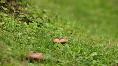 penny bun mushrooms on forest