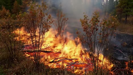 a wildfire raging through dense brush and forest: the destructive power of flames consuming vegetation and creating dense smoke in a natural environment