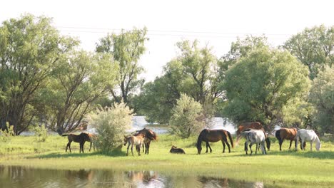 small herd of horses and foals grazing