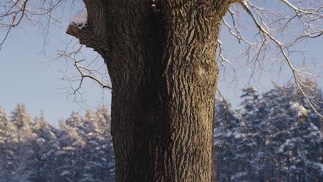 tronco de árbol de hoja ancha contra bosque de pinos en temporada de invierno, cierre