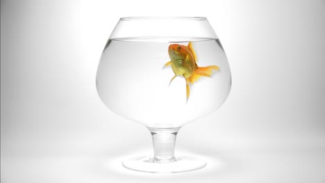 goldfish making a bubble in an aquarium, slow motion
