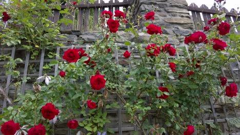 the wall is overgrown with roses with red flowers