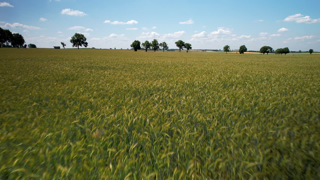 las espigas maduras de trigo