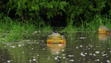 vista de ranas toro gigantes africanas en aguas poco profundas - amplia