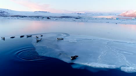 wonderful panoramic view of seals on white ice floe in iceland, under the red sunset. we can see glacier and the sky in the horizon. a seal enter the sea.