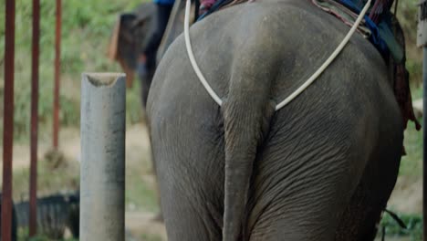 Elephant-in-captivity-for-people-to-ride