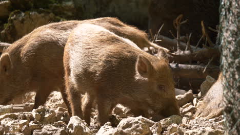 Close-up-of-young-newborn-boars-foraging-for-food-on-sandy-soil-during-sunlight---4k-prores-shot