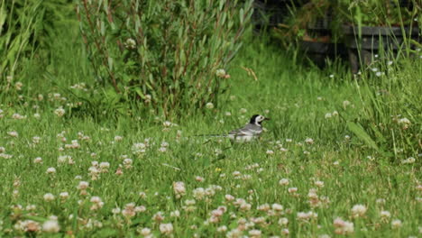 white wagtail bird walking amidst green grass, pausing among clover blossoms, summer meadow setting under warm sun, gentle tail wag, alert wildlife behavior in quiet countryside lawn