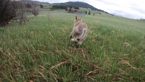 Baby-Grauer-Wolf-Läuft-Frei-In-Richtung-Blockhaus