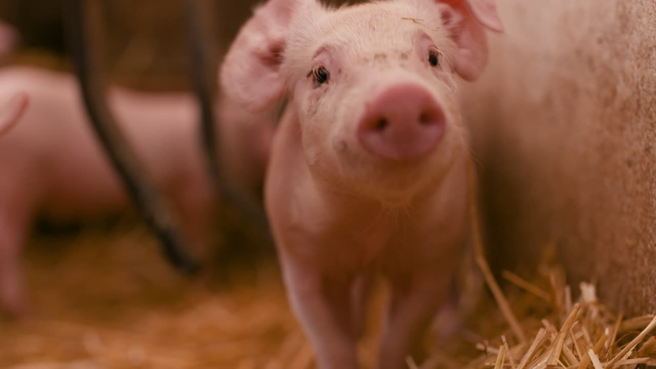 cerdos en granja de ganado granja de cerdos granja de ganado granja de cerdos agrícola moderna 12