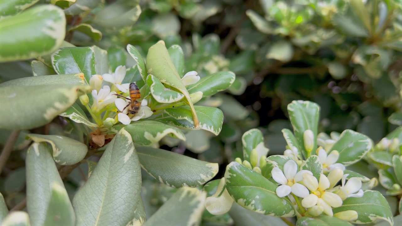Honeybee foraging and pollinating small white flowers among dense green foliage in a natural garden setting