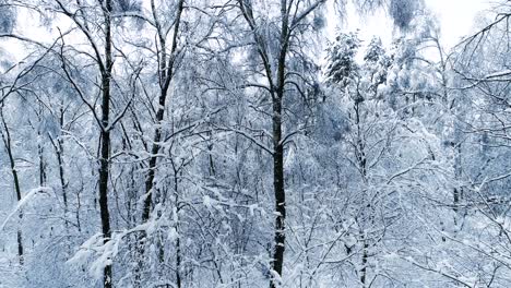 Snowy-branches-in-forest.-Winter-fairy-background