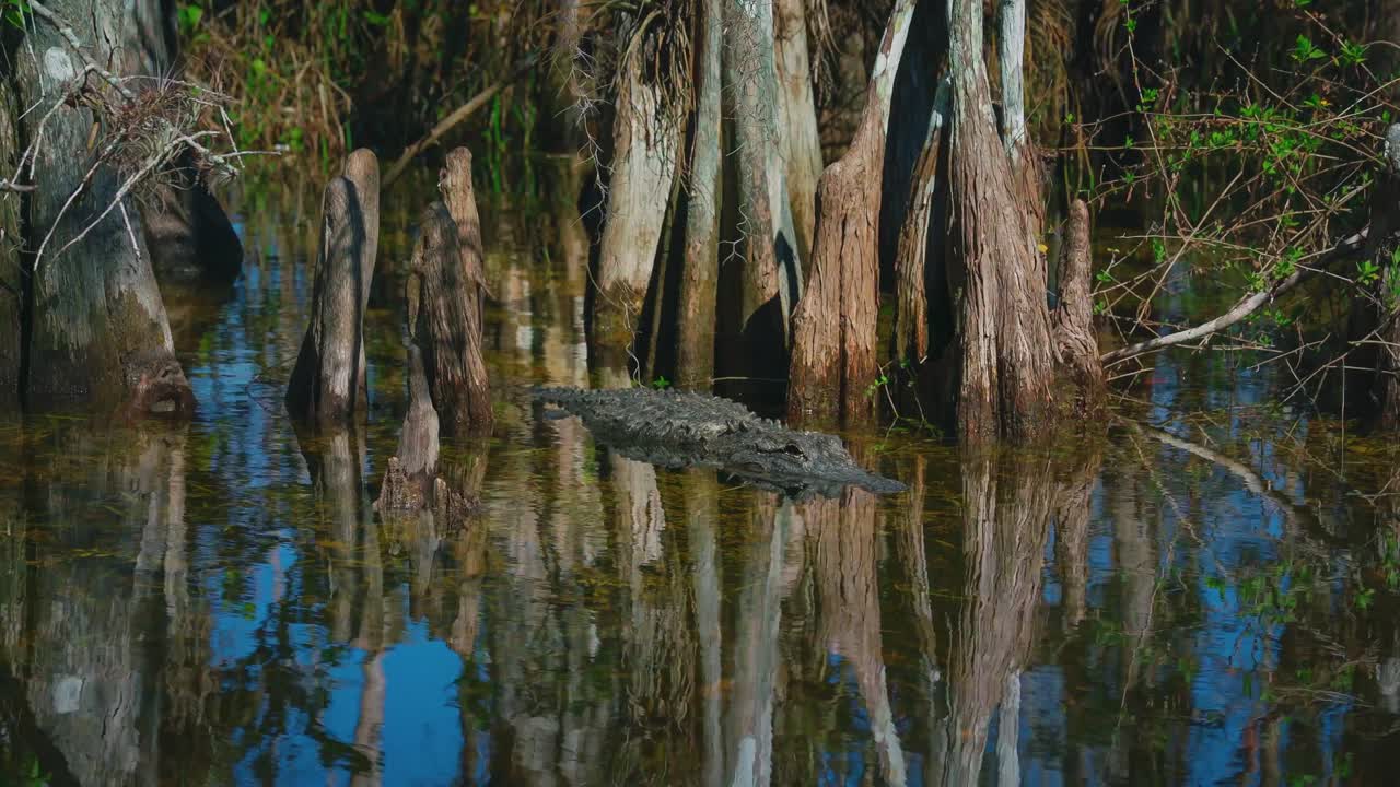 마이애미 근처에 있는 플로리다 에버글레이드 국립공원 (everglades national park) 에 있는 악어가 맹그로브 나무로 둘러싸인 푸른 습지 물 속에 숨어 있는 영상입니다.