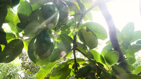 close up handheld shot of green avocado on tree, sunlight breaks through leaves