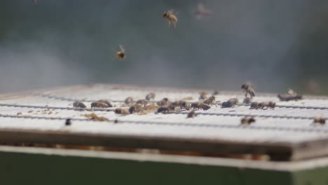 Apicultura---El-Apicultor-Fuma-Abejas-Para-Prevenir-La-Agresión,-Cierre-A-Cámara-Lenta