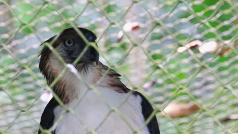 Este-No-Es-Un-Pájaro-Enjaulado,-Este-Pájaro-Es-Un-Individuo-Reproductor-También-Rescatado,-Centro-De-águilas-Filipinas-En-La-Ciudad-De-Davao,-Filipinas.