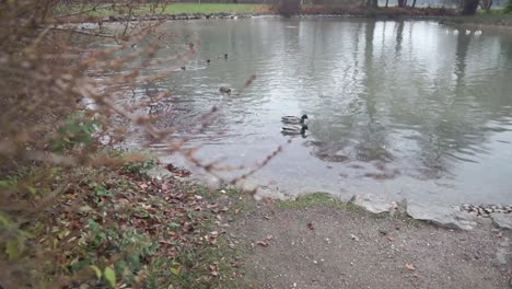 a group of ducks swim  in a pond