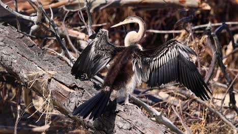 darter australiano secando las alas en un árbol