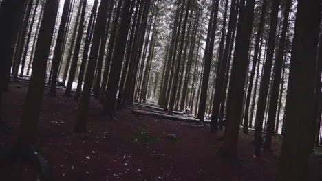 Hermosas-Hileras-De-árboles-Con-Copos-De-Nieve-Cayendo-En-El-Bosque-Invernal---Seguimiento,-Tiro-Giratorio-Hacia-Adelante