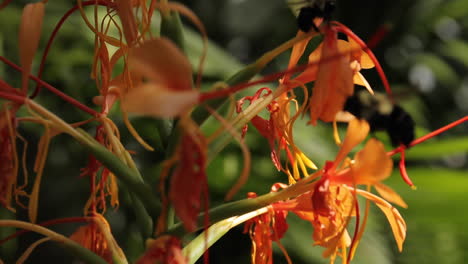 Biene-Fliegt-Herum-Und-Bestäubt-Orangenblüten-Im-Sonnigen-Garten